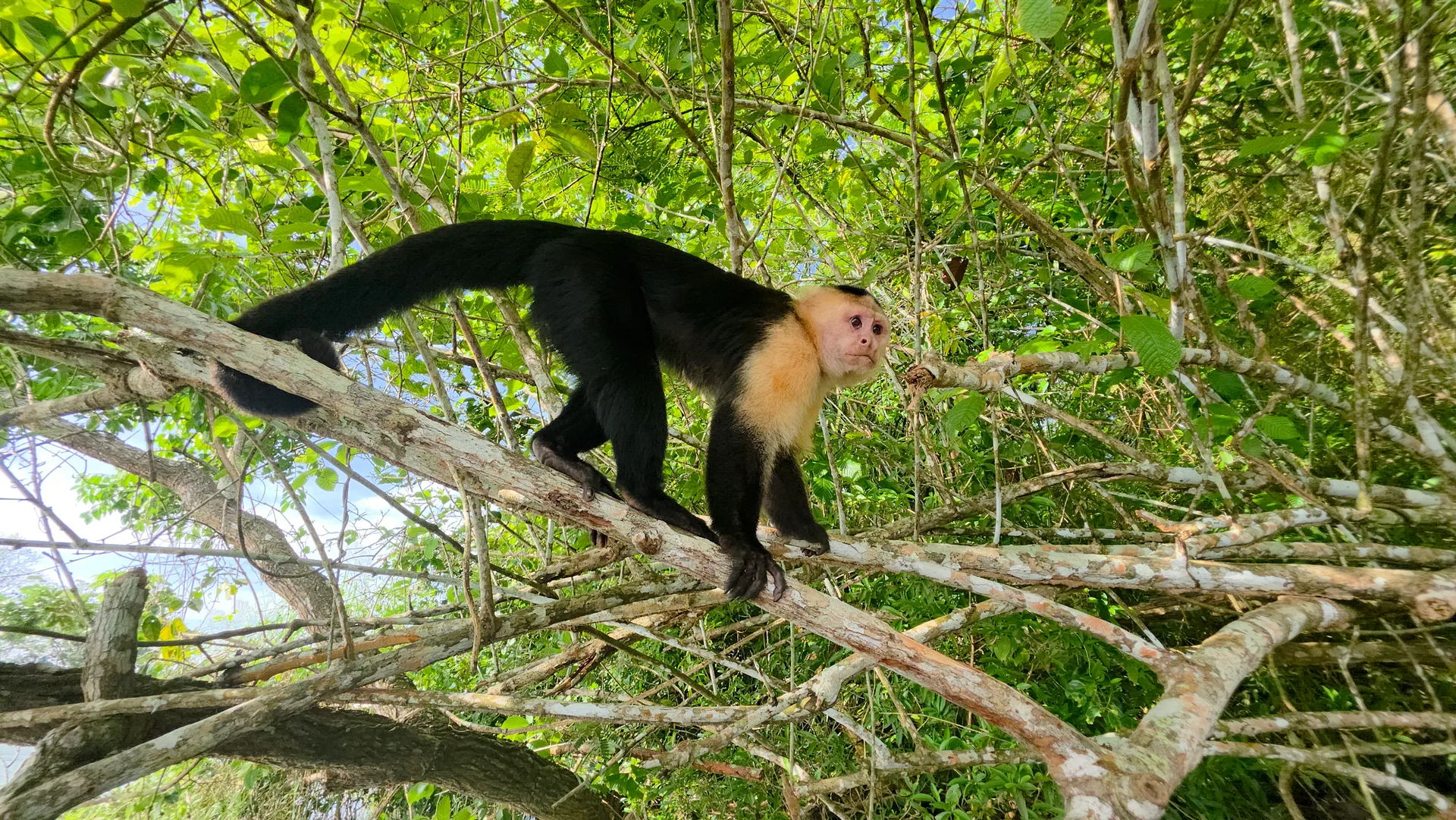 Isla de los Monos y Vida Silvestre
