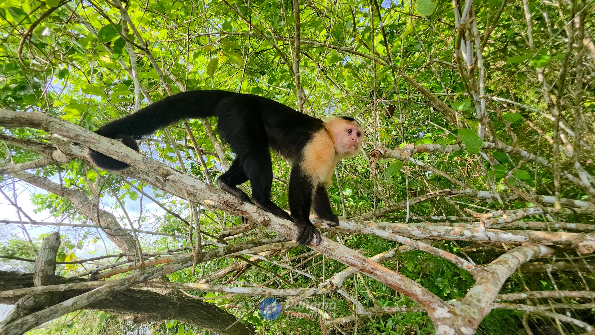 Isla de los Monos y Vida Silvestre