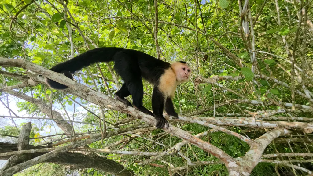 Tour Isla monos y Vida Silvestre