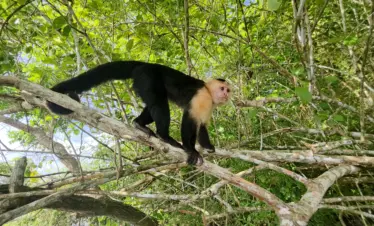 Tour Isla monos y Vida Silvestre