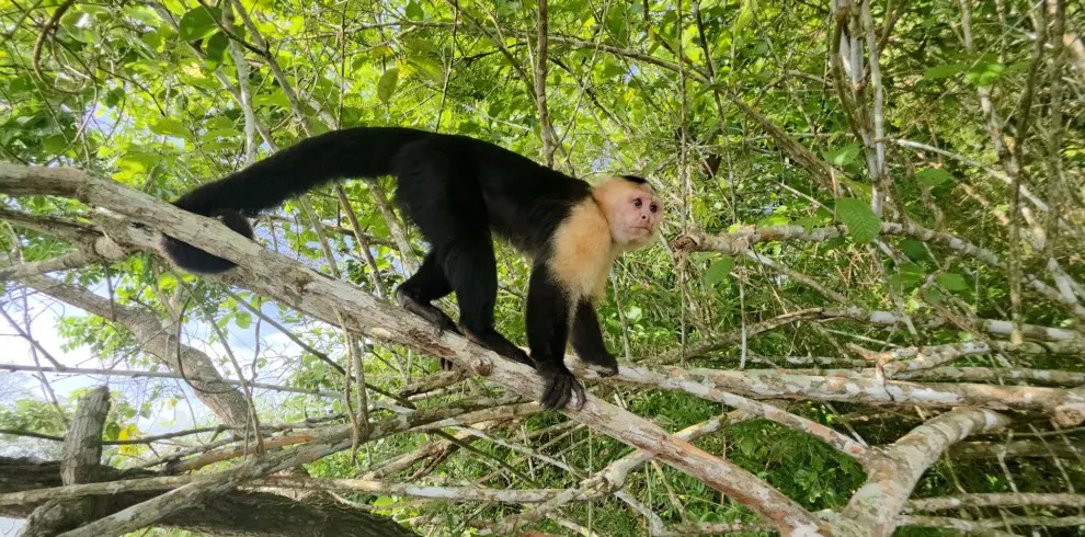 Tour Isla monos y Vida Silvestre
